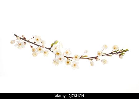 Ramo in fiore di ciliegio con fiori bianchi isolati su sfondo bianco Foto Stock