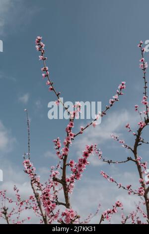 Rami di alto albero di albicocca con piccoli fiori rosa che crescono in campagna durante la stagione di fioritura contro il cielo blu nel giorno d'estate Foto Stock