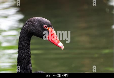 Testa di cigno nero Foto Stock