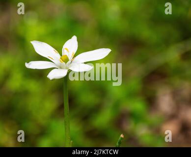 Ornithogalum umbellatum Foto Stock