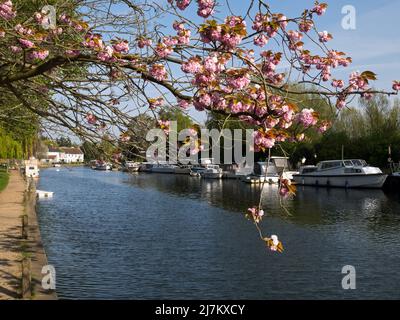 I Norfolk Broads a Springtime sul fiume Yare, con Pink Almond Blossom, Thorpe St Andrew, Norwich, Norfolk, Inghilterra, REGNO UNITO Foto Stock