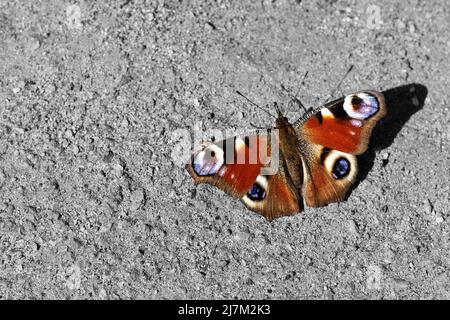 farfalla tropicale si siede su un muro di cemento. Foto di alta qualità Foto Stock