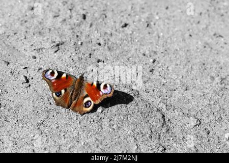 farfalla tropicale si siede su un muro di cemento. Foto di alta qualità Foto Stock