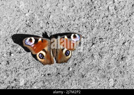 farfalla tropicale si siede su un muro di cemento. Foto di alta qualità Foto Stock