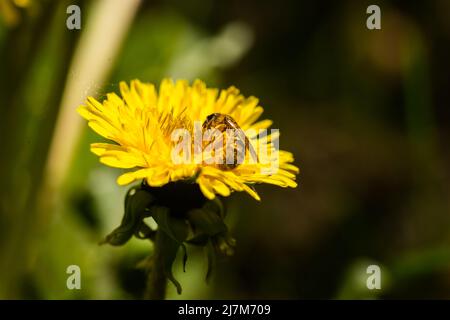 un'ape su dente di leone giallo in primavera giardino macro sfondo Foto Stock