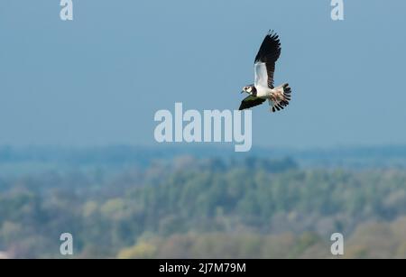 Un Lapwing che vola su terreni agricoli, Whitewell, Clitheroe, Lancashire, Regno Unito. Foto Stock