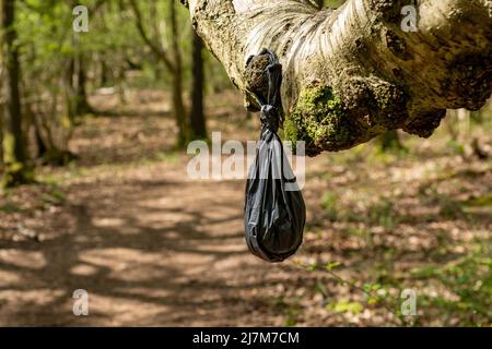 Un sacchetto del poo del cane appeso su un albero, Arnside, Milnthorpe, Cumbria, Regno Unito Foto Stock