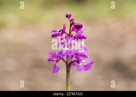 Un orchidea viola precoce, Arnside, Milnthorpe, Cumbria, Regno Unito Foto Stock