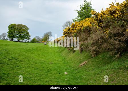 Una sezione di Offa's Dyke, Selattyn, Oswestry, Shropshire, UK. Foto Stock