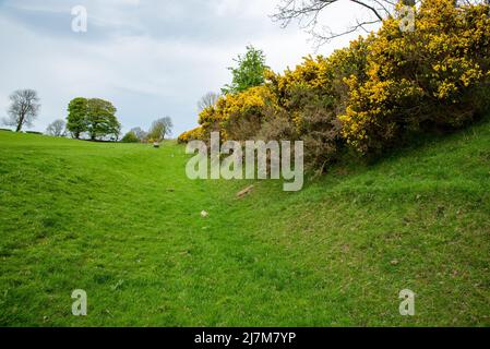 Una sezione di Offa's Dyke, Selattyn, Oswestry, Shropshire, UK. Foto Stock