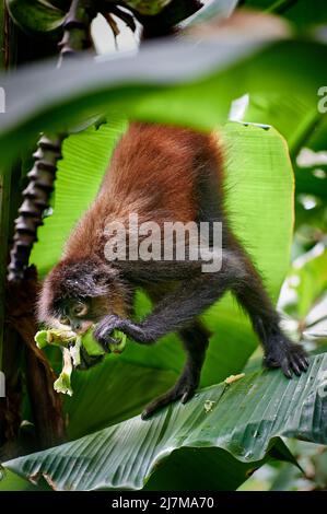 Scimmia ragno di Geoffroy (Ateles geoffroyi) o scimmia ragno ornata (Ateles geoffroyi ornatus), Parco Nazionale di Corcovado, Penisola di Osa, Costa Rica Foto Stock