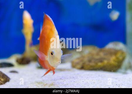 Pesce serbatoio in acquario Foto Stock