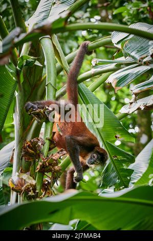 Scimmia ragno di Geoffroy (Ateles geoffroyi) o scimmia ragno ornata (Ateles geoffroyi ornatus), Parco Nazionale di Corcovado, Penisola di Osa, Costa Rica Foto Stock