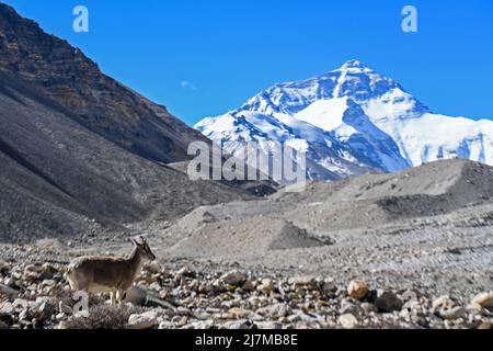 (220510) -- MOUNT QOMOLANGMA BASE CAMP, 10 maggio 2022 (Xinhua) -- una pecora blu è vista vicino al Mount Qomolangma base Camp il 10 maggio 2022. La spedizione scientifica sul Monte Qomolangma è in corso nella zona della vetta più alta del mondo. Ricercatori scientifici hanno assistito animali selvatici vicino al campo base del Monte Qomolangma, compresi gli animali protetti dallo stato, le nevi tibetane e le pecore blu. Il campo base del Monte Qomolangma si trova nella zona centrale della Riserva Naturale Nazionale di Qomolangma. La riserva, che si estende su una superficie di circa 33.800 km quadrati e comprende una zona centrale di 10.312 km quadrati, ospita Foto Stock