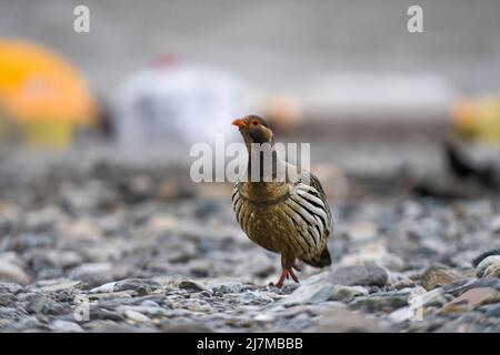 (220510) -- MOUNT QOMOLANGMA BASE CAMP, 10 maggio 2022 (Xinhua) -- Un gallo di neve tibetano è visto nel Mount Qomolangma base Camp il 8 maggio 2022. La spedizione scientifica sul Monte Qomolangma è in corso nella zona della vetta più alta del mondo. Ricercatori scientifici hanno assistito animali selvatici vicino al campo base del Monte Qomolangma, compresi gli animali protetti dallo stato, le nevi tibetane e le pecore blu. Il campo base del Monte Qomolangma si trova nella zona centrale della Riserva Naturale Nazionale di Qomolangma. La riserva, che si estende su una superficie di circa 33.800 km quadrati e comprende una zona centrale di 10.312 km quadrati, è sede della riserva Foto Stock