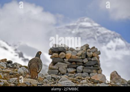 (220510) -- MOUNT QOMOLANGMA BASE CAMP, 10 maggio 2022 (Xinhua) -- Un gallo di neve tibetano è visto nel Mount Qomolangma base Camp il 8 maggio 2022. La spedizione scientifica sul Monte Qomolangma è in corso nella zona della vetta più alta del mondo. Ricercatori scientifici hanno assistito animali selvatici vicino al campo base del Monte Qomolangma, compresi gli animali protetti dallo stato, le nevi tibetane e le pecore blu. Il campo base del Monte Qomolangma si trova nella zona centrale della Riserva Naturale Nazionale di Qomolangma. La riserva, che si estende su una superficie di circa 33.800 km quadrati e comprende una zona centrale di 10.312 km quadrati, è sede della riserva Foto Stock