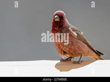 (220510) -- MOUNT QOMOLANGMA BASE CAMP, 10 maggio 2022 (Xinhua) -- Un grande rosefinch è visto nel Mount Qomolangma base Camp il 7 maggio 2022. La spedizione scientifica sul Monte Qomolangma è in corso nella zona della vetta più alta del mondo. Ricercatori scientifici hanno assistito animali selvatici vicino al campo base del Monte Qomolangma, compresi gli animali protetti dallo stato, le nevi tibetane e le pecore blu. Il campo base del Monte Qomolangma si trova nella zona centrale della Riserva Naturale Nazionale di Qomolangma. La riserva, che si estende su una superficie di circa 33.800 km quadrati e comprende una zona centrale di 10.312 km quadrati, è sede della riserva Foto Stock