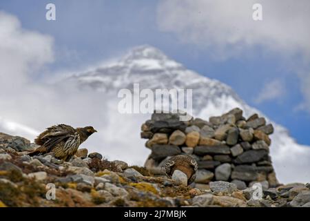 (220510) -- MOUNT QOMOLANGMA BASE CAMP, 10 maggio 2022 (Xinhua) -- le nevi tibetane sono viste nel Mount Qomolangma base Camp il 8 maggio 2022. La spedizione scientifica sul Monte Qomolangma è in corso nella zona della vetta più alta del mondo. Ricercatori scientifici hanno assistito animali selvatici vicino al campo base del Monte Qomolangma, compresi gli animali protetti dallo stato, le nevi tibetane e le pecore blu. Il campo base del Monte Qomolangma si trova nella zona centrale della Riserva Naturale Nazionale di Qomolangma. La riserva, che si estende su una superficie di circa 33.800 km quadrati e comprende una zona centrale di 10.312 km quadrati, è sede della riserva Foto Stock