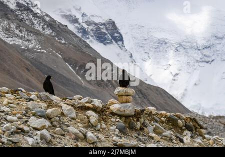 (220510) -- MOUNT QOMOLANGMA BASE CAMP, 10 maggio 2022 (Xinhua) -- i choughs gialli sono visti nel Mount Qomolangma base Camp il 9 maggio 2022. La spedizione scientifica sul Monte Qomolangma è in corso nella zona della vetta più alta del mondo. Ricercatori scientifici hanno assistito animali selvatici vicino al campo base del Monte Qomolangma, compresi gli animali protetti dallo stato, le nevi tibetane e le pecore blu. Il campo base del Monte Qomolangma si trova nella zona centrale della Riserva Naturale Nazionale di Qomolangma. La riserva si estende su una superficie di circa 33.800 km quadrati, compresa una zona centrale di 10.312 km quadrati Foto Stock