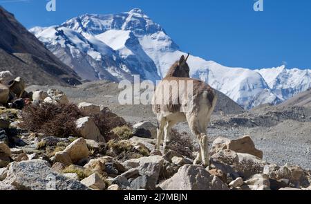 (220510) -- MOUNT QOMOLANGMA BASE CAMP, 10 maggio 2022 (Xinhua) -- una pecora blu è vista vicino al Mount Qomolangma base Camp il 10 maggio 2022. La spedizione scientifica sul Monte Qomolangma è in corso nella zona della vetta più alta del mondo. Ricercatori scientifici hanno assistito animali selvatici vicino al campo base del Monte Qomolangma, compresi gli animali protetti dallo stato, le nevi tibetane e le pecore blu. Il campo base del Monte Qomolangma si trova nella zona centrale della Riserva Naturale Nazionale di Qomolangma. La riserva, che si estende su una superficie di circa 33.800 km quadrati e comprende una zona centrale di 10.312 km quadrati, ospita Foto Stock