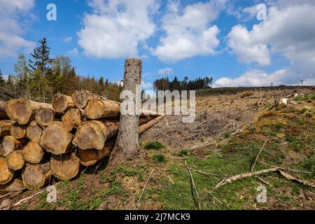 Hilchenbach, Renania Settentrionale-Vestfalia, Germania - Dieback forestale nel distretto di Siegen-Wittgenstein in Sauerland, siccità e danni da coleotteri di corteccia spru Foto Stock