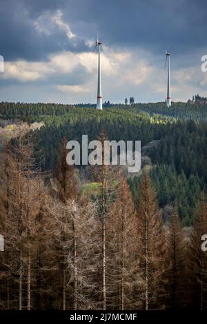 Hilchenbach, Renania Settentrionale-Vestfalia, Germania - Dieback forestale nel distretto di Siegen-Wittgenstein nel Sauerland, siccità e abbaiare coleotteri danni Foto Stock