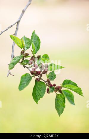 Bacche di gelso bianche e nere mature su un ramo. Foto Stock