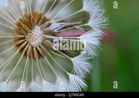 Semi di dente di leone con rugiada del mattino Foto Stock