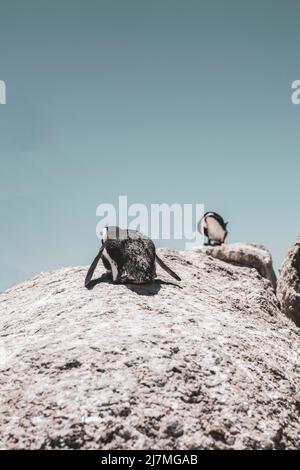 Pinguine am Boulders Beach - Kapstadt Foto Stock