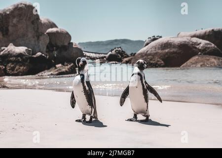 Pinguine am Boulders Beach - Kapstadt Foto Stock