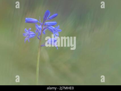 Squisito fiore di Bluebell, (Hyacinthoides non-scripta), fotografato su uno sfondo verde semplice fogliame Foto Stock