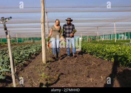 L'uomo africano americano e la donna caucasica trasportano carote mentre camminano fra le colture in serra Foto Stock