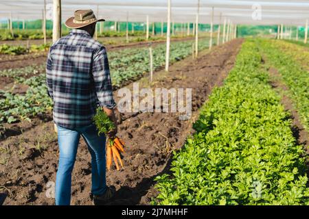 Vista posteriore di uomo di metà adulto africano americano che indossa cappello che tiene le carote mentre cammina in serra Foto Stock