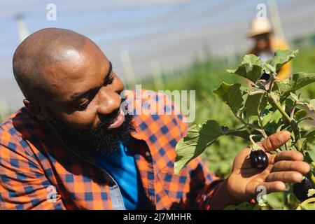 Sorridente afro americano medio adulto calvo uomo toccando melanzana crescente su pianta in serra Foto Stock