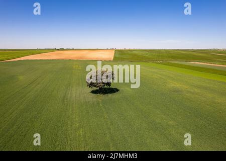 Veduta aerea di un campo coltivato, Castilla-la Mancha, Spagna Foto Stock