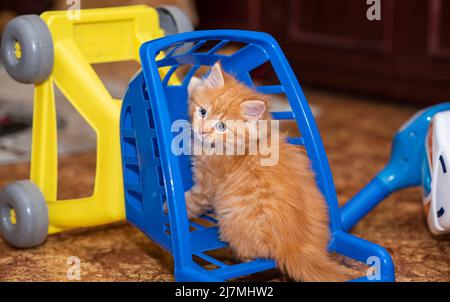 Carino ginger gattino seduto all'interno di un carrello per lo shopping in miniatura. Gattino con un cestino per lo shopping. Ginger gatto domestico che gioca con il carrello piccolo dello shopping. Foto Stock