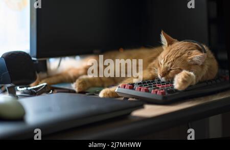 Il gatto rosso che dorme si trova sul tavolo. Il gatto rosso sta apponendo sulla tastiera. Foto Stock