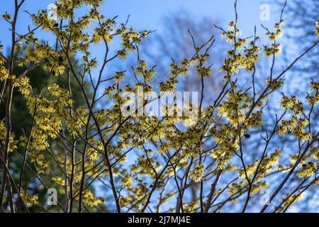 Vibranti steli gialli fioriti di Hamamelis x intermedia 'Arnold Promise' / nocciola strega, tardo inverno Foto Stock