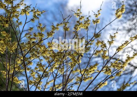 Vibranti steli gialli fioriti di Hamamelis x intermedia 'Arnold Promise' / nocciola strega, tardo inverno Foto Stock