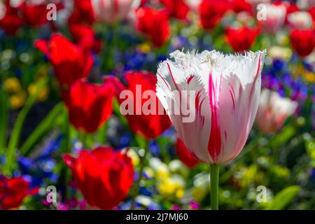 Primo piano di un luminoso e colorato aiuole di tulipani, uno dei quali rosso e bianco, gli altri rosso, alla luce di un pomeriggio di primavera Foto Stock