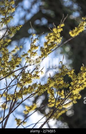 Vibranti steli gialli fioriti di Hamamelis x intermedia 'Arnold Promise' / nocciola strega, tardo inverno Foto Stock