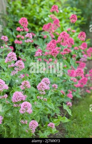 Pianta di fioritura valeriana che cresce in un bordo di fiori da giardino britannico. (Valeriana officinalis) Foto Stock