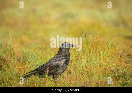 Corvo di Carrion, Corvus corone, che si nutrono di vecchi pascoli Foto Stock