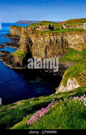 Sea Pinks o Thrift al sole di tarda sera a Dunluce Castle, Antrim, Macdonnells, North Coast, County Antrim, Irlanda del Nord Foto Stock