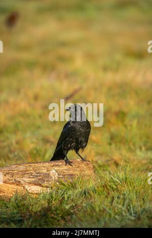 Corvo di Carrion, Corvus corone, che si nutrono di vecchi pascoli Foto Stock