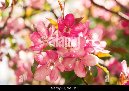 Albero di Mela Malus Rudolph, con fiori rosa scuro sullo sfondo sfocato bokeh. Molla. Disegno floreale astratto Foto Stock