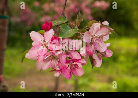 Albero di Mela Malus Rudolph, con fiori rosa scuro sullo sfondo sfocato bokeh. Molla. Disegno floreale astratto Foto Stock