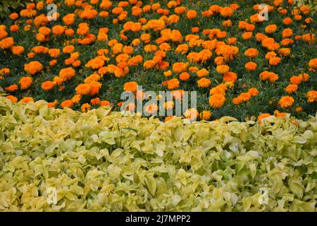 Bella arancio Marigold fiori, sorprendente estate fiori di macchia marigold, estate flora ornamentale. I marigolds fioriti di arancio crescono sul fiore. Foto Stock