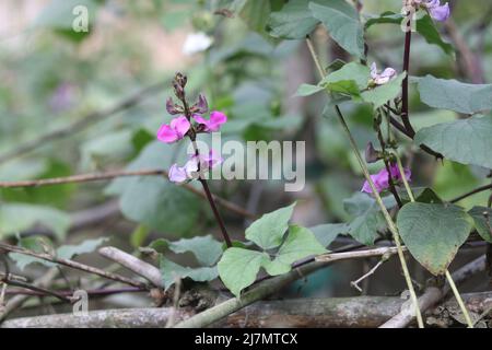 Giovane fagiolo fresco lungo Rosa fiore di colore in giardino foglie verdi. Primo piano bella pianta albero fiori vegetali sullo sfondo. Foto Stock