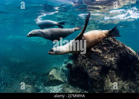 Leone marino della California (Zalophus californianus) a Los Islotes, Baja California sur, Messico Foto Stock